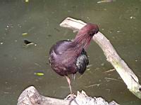 Ibis de Ridgway, Plegadis ridgwayi (Photo F. Mrugala) (3)